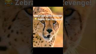 CHEETAH AMBUSH Furious Felines LightningFast Hunting Attemptshort [upl. by Nakre]