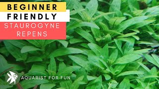 BEGINNER FRIENDLY Aquarium Plant  STAUROGYNE REPENS [upl. by Acie895]