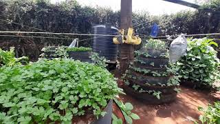 The urban farmermultistorey farming along ngong road call 0721228650 [upl. by Ogeid]