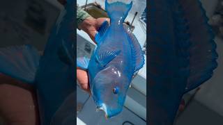 You shouldnt eat this fish shortvideo animals subscribers facts shorts parrotfish [upl. by Hesketh]