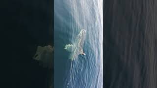 Sunfish out in Conception Bay harbour [upl. by Rebecka493]