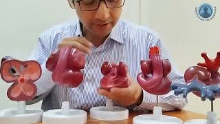 Development of Heart Model [upl. by Tonry]