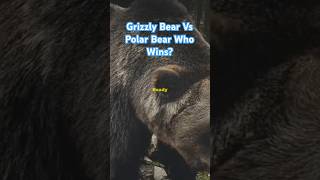 Grizzly Bear Vs Polar Bear Animal Fight Who Wins grizzlybear polarbear bears bearfight animals [upl. by Southworth]