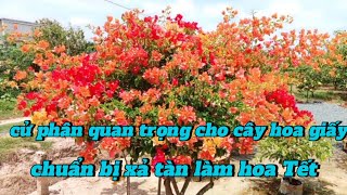 cử phân quan trọng cho cây hoa giấy chuẩn bị xả tàn làm hoa Tết [upl. by Mast]