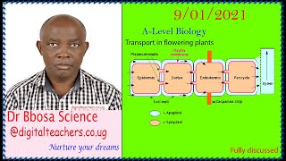 Alevel biology lesson 60 Transport in flowering by Dr Bbosa Science [upl. by Acirred]