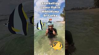 Snorkeling Hikkaduwa Sri Lanka 🇱🇰 snorkelinghikkacolourfish [upl. by Casia617]