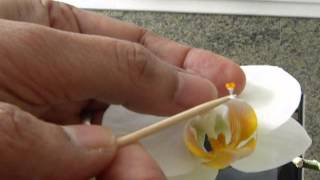 How to Pollinate Phalaenopsis orchid [upl. by Thgirw]