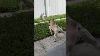 Frenchie Alerts Intruder frenchie frenchies frenchbulldog funnypets funnydogs frenchbulldogs [upl. by Sidra]