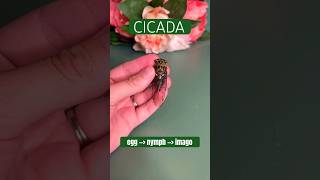 Cicada life cycle stem science nature insects metamorphosis stemforkids learning bugs [upl. by Resiak]