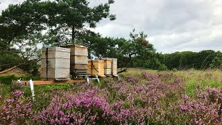 Beekeeping with the Flow Hive in the Netherlands at Radio Kootwijk [upl. by Ruthanne]