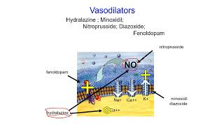 Pharmacology Online  Vasodilator [upl. by Fosdick453]