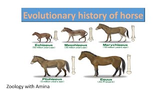 Evolutionary history of horse  ZoologywithAmina [upl. by Rases]