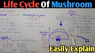 Life Cycle Of Mushroom Agaricus Or Basidiomycota In Urdu Hindi [upl. by Baillie]