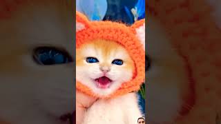 Little Memo Cat cat funny cutecat kitten comedy shorts [upl. by Greenwell]