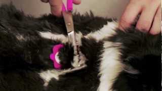 Scaredy Cut Silent Home Pet Grooming Kit for Cats and Dogs [upl. by Rj]