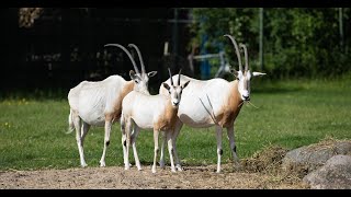 Oryx på rejse  Vlog Sæson 4  Episode 3  Aalborg Zoo [upl. by Shaum]