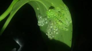 Glass frog male guarding eggs [upl. by Yorled]