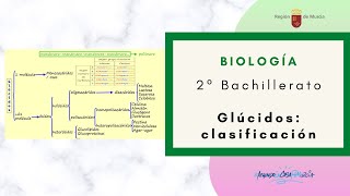 GLÚCIDOS CLASIFICACIÓN [upl. by Duax]