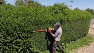 HEDGE trimming privet ligustrum [upl. by Parrnell]