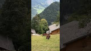 Meet the Happiest Goats switzerlandvillage switzerland goat swissmountains swissalps [upl. by Oznerol]