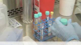 Isolation of peripheral blood mononuclear cells using ficoll1077 [upl. by Acinat668]