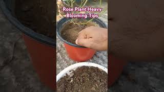 Rose Plant Heavy Blooming Tips gardening plants rose shorts [upl. by Eiral]