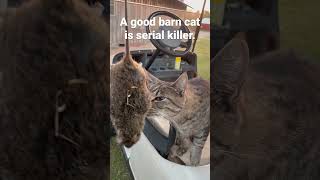 Content warning Dead rat and barn cat murderer barncat farmlife ratkiller [upl. by Campman]