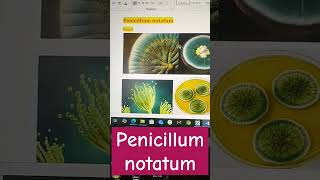 penicillium notatum  biology  microbiology  ytshorts  full explanation on yt video  join us [upl. by Veronica53]