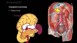 Retroperitoneal space and Retroperitoneal organs [upl. by Walkling]