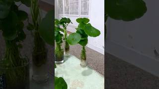 大葉片銅錢草用棉花水培真茂盛。Whorled Pennywort [upl. by Aklog762]