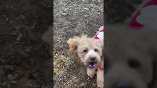 Toy Poodle Barking 2 dog doglover Poodle [upl. by Enitsyrk]