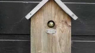 Several birds leaving nest for first time Parus caeruleus  Pimpelmees  Blue Tit [upl. by Bekelja]