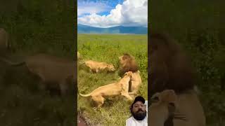 Familyissues between Lions at Ngorongoro [upl. by Medor]