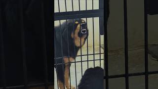 GabbarBella Fight 😡tibetanmastiff dog mastiff [upl. by Burrill]