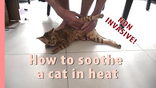 How I calm my cat in heat [upl. by Avie]