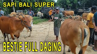 SAPI BALI SUPER BETINA FULL DAGING [upl. by Wilona]