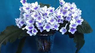 Streptocarpus Gwen [upl. by Aissila]