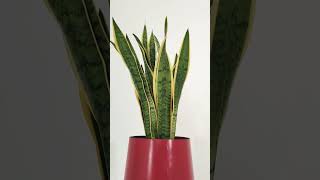 SANSEVIERIA amp PLANT TECH ALTAR PLANTER HONEVO DESIGN honevo design honevodesign planttech short [upl. by Eiramyma504]