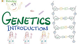 Introduction to Genetics  DNA RNA Genes Nucleosides Nucleotides Transcription Translation [upl. by Anetsirk718]