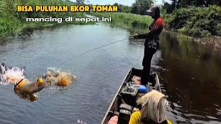 MANCING IKAN TOMAN SAAT AIR SURUT BER TUBI TUBI SAMBARAN NYA [upl. by Mychal]