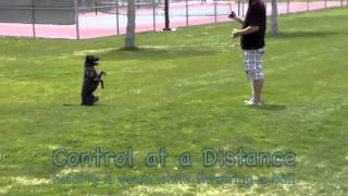 Demonstration Dog Sequel  Einstein Dog Training  Fenton MI [upl. by Bedell663]