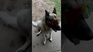 What is like owning a German shepherd GermanShepherd Dog [upl. by Conchita]