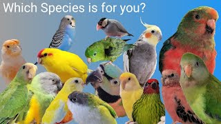 Pros and Cons of 16 Species of Pet Birds [upl. by Neelhtak]