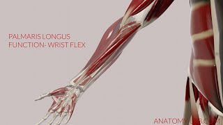 Palmaris Longus Function Wrist Flexion 3D Animation [upl. by Adnauqahs]