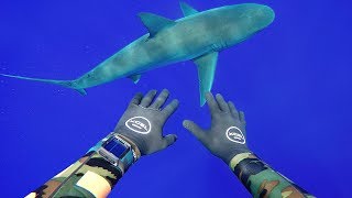 Freediving with Sharks in Middle of Ocean 400FT Deep  DALLMYD [upl. by Nirak317]