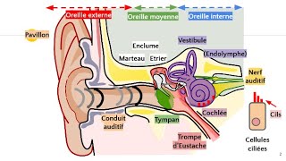 Anatomie de loreille 👂 [upl. by Kenn]