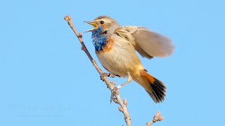 Bluethroat Song birds birdsounds birdcall [upl. by Woothen664]