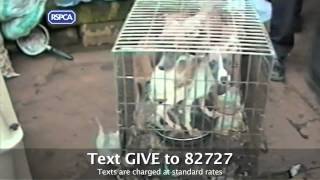 RSPCA Advert  247 2012 [upl. by Campney362]