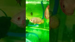 Kali muskan5🐠 viralvideo fish aquarium fypシ゚viral shortsviral [upl. by Dewitt]