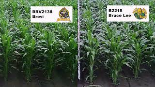 🌽 Proces wegetacji kukurydzy  Odmiany ziarnowe BRV 2138 Brevi i B2218 Bruce Lee  Top Nasiona [upl. by Odlaumor]